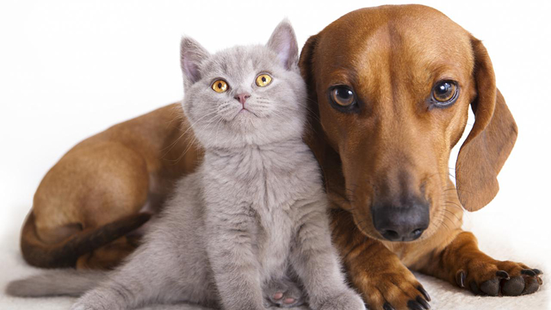 Op 4 oktober is het weer zover, Werelddierendag! topic pic